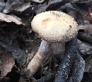 Image of Armillaria lutea