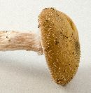 Armillaria gallica image