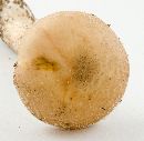 Armillaria gallica image