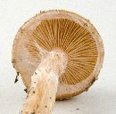 Armillaria gallica image