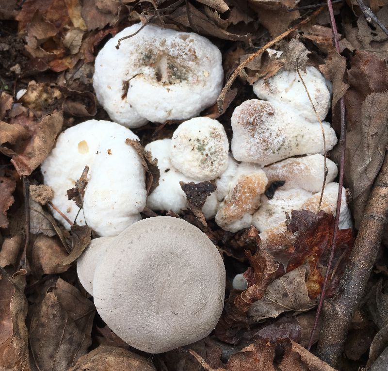 Entoloma abortivum image