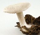 Entoloma abortivum image