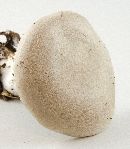 Entoloma abortivum image