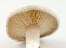Entoloma abortivum image
