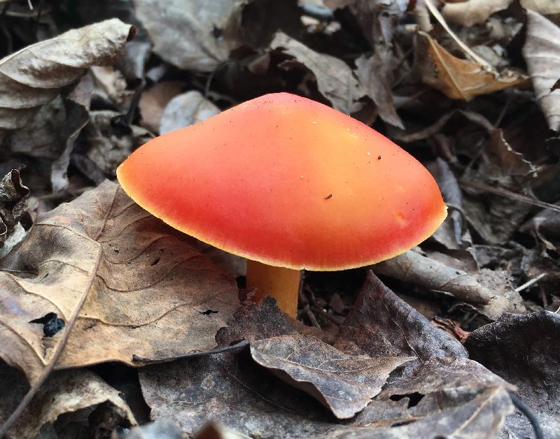 Hygrocybe punicea image