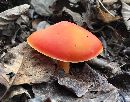 Hygrocybe punicea image