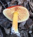 Hygrocybe punicea image