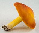 Hygrocybe punicea image