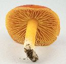 Hygrocybe punicea image