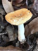 Russula ballouii image