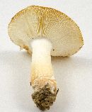 Russula ballouii image