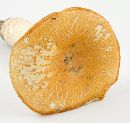 Russula ballouii image