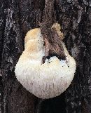 Hericium erinaceus image