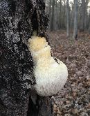 Hericium erinaceus image