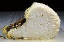 Hericium erinaceus image