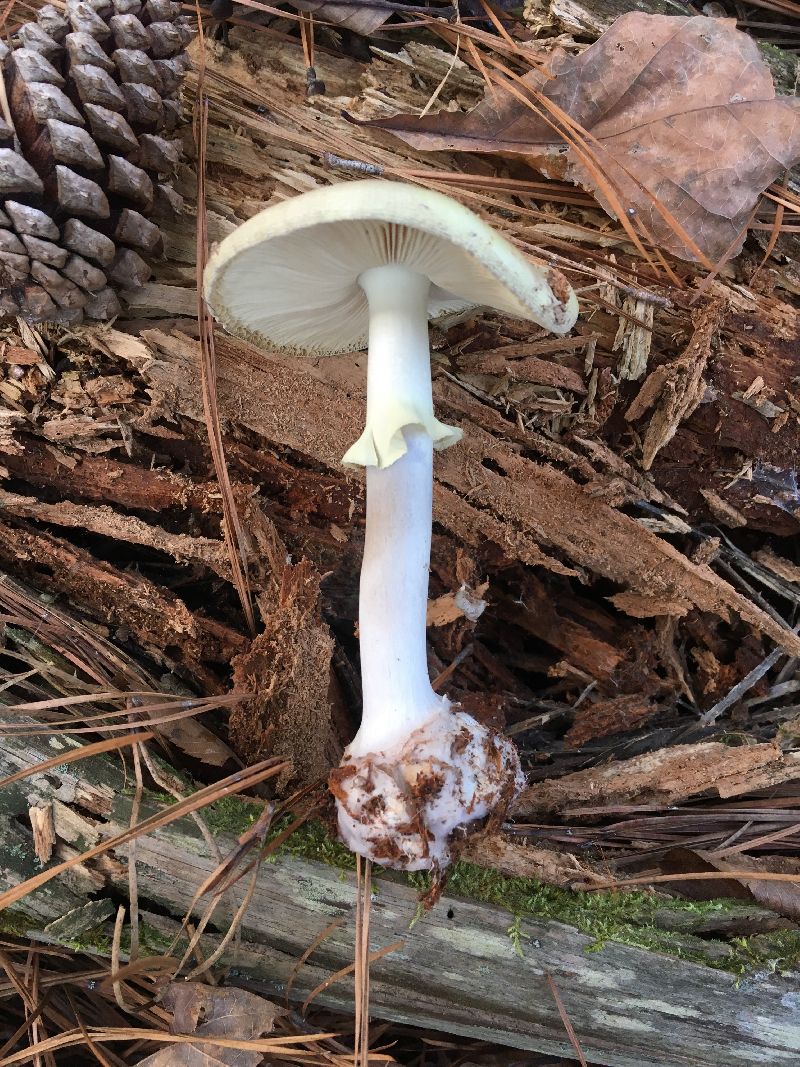 Amanita phalloides image