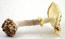 Amanita phalloides image