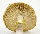 Amanita phalloides image