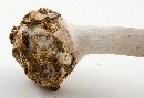 Amanita phalloides image