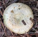 Lactarius paradoxus image