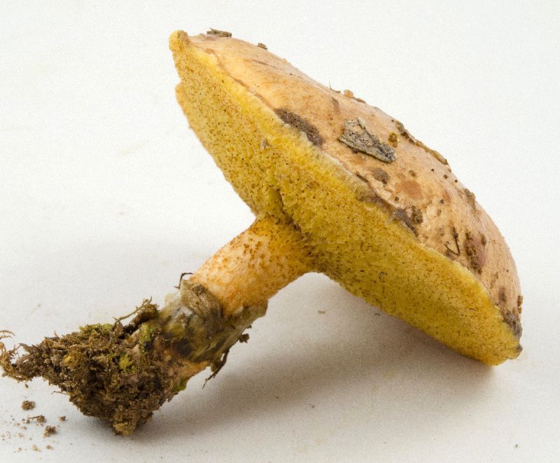Suillaceae image