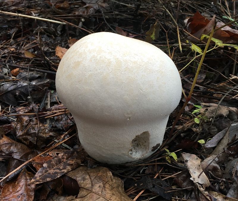 Calvatia cyathiformis image