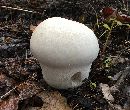 Calvatia cyathiformis image