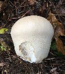 Calvatia cyathiformis image
