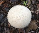 Calvatia cyathiformis image