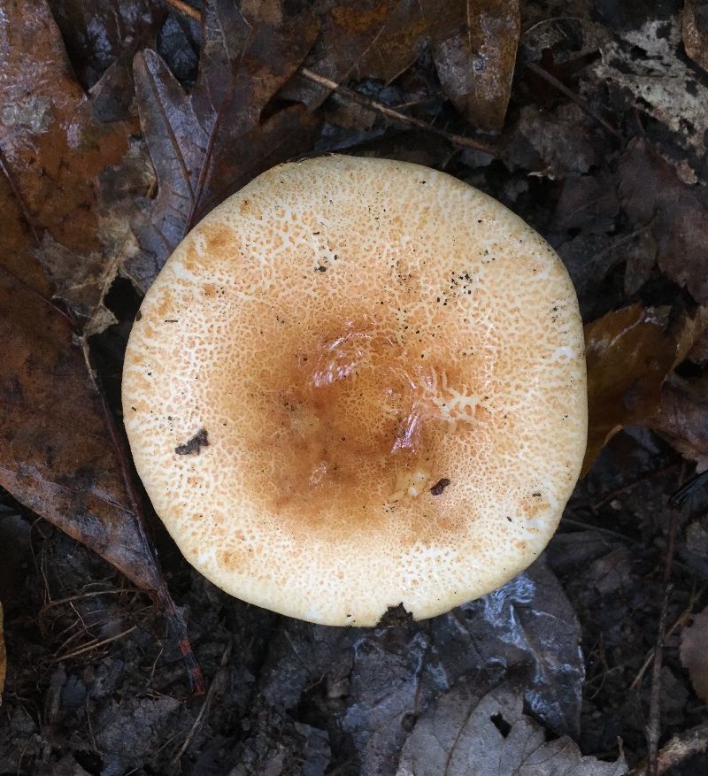 Russula ballouii image