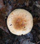 Russula ballouii image