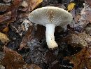 Russula ballouii image