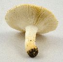 Russula ballouii image