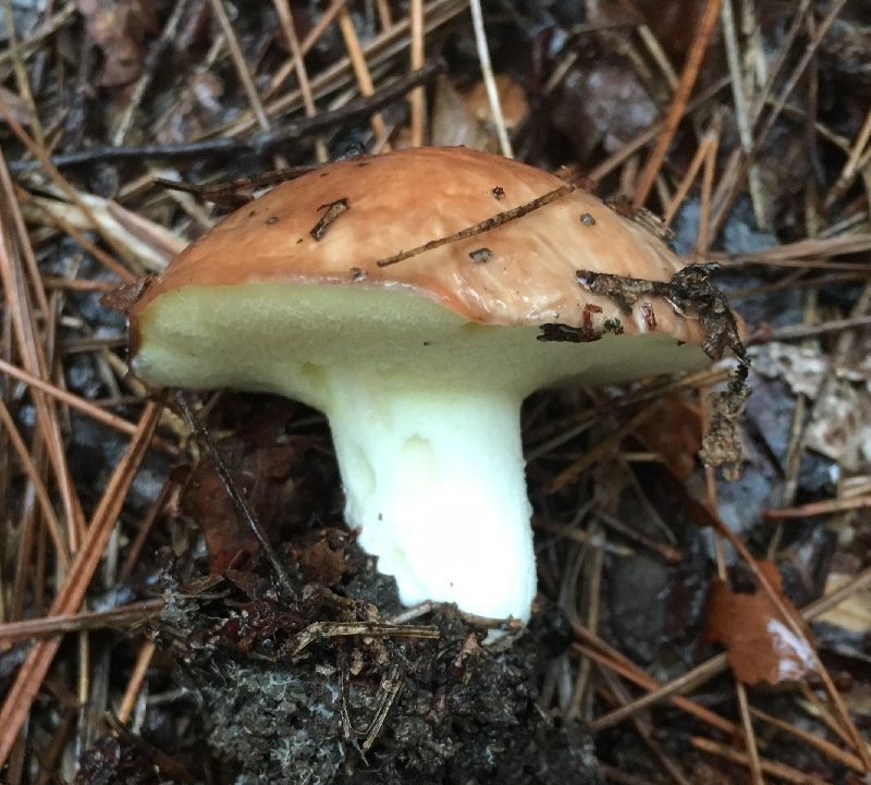 Suillus brevipes image