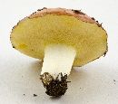 Suillus brevipes image