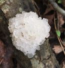 Tremella fuciformis image