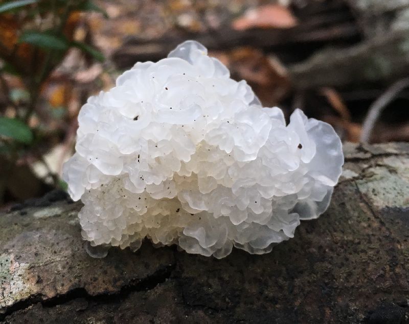 Tremella fuciformis image