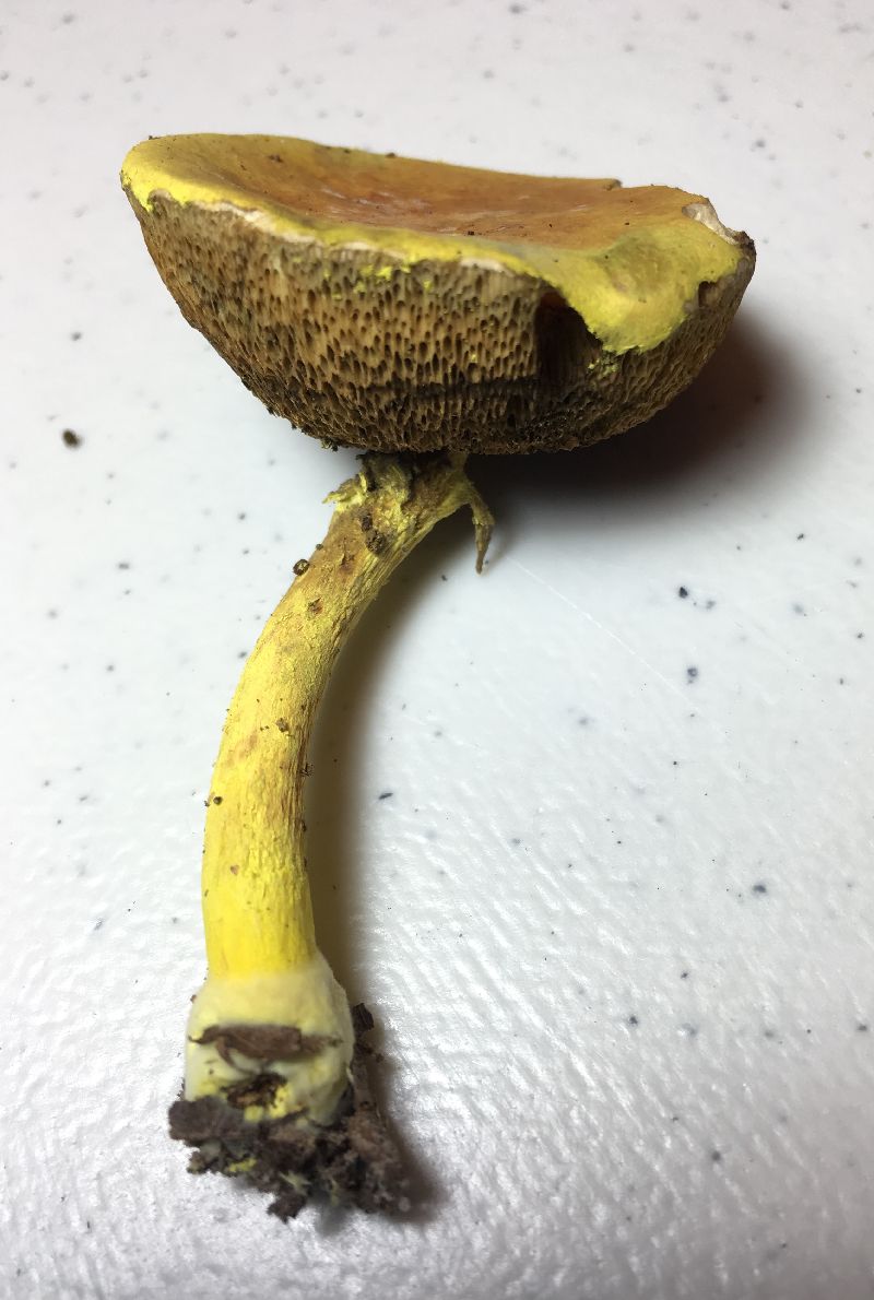 Pulveroboletus ravenelii image