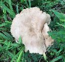 Lactarius subplinthogalus image