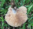 Lactarius subplinthogalus image