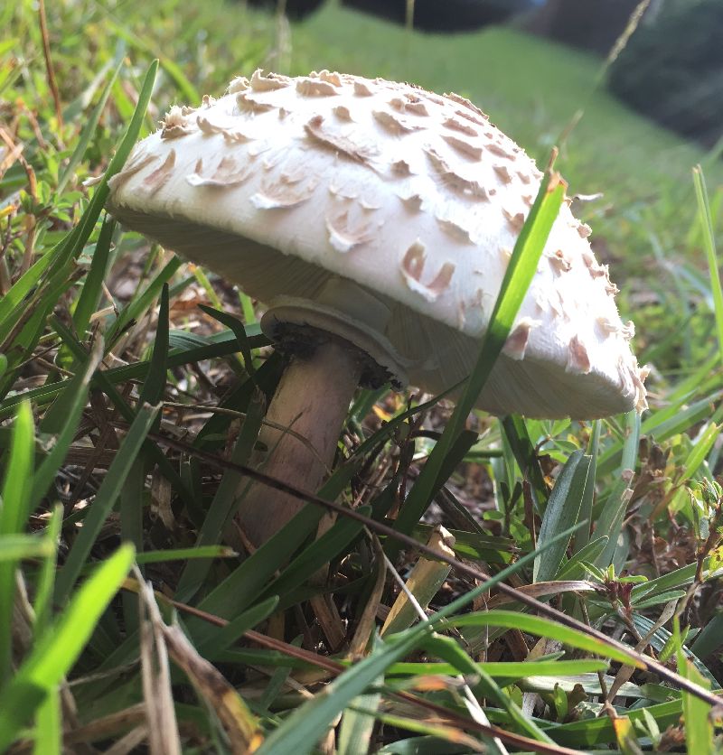 Chlorophyllum molybdites image