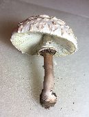 Chlorophyllum molybdites image