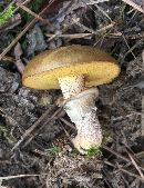 Suillus cothurnatus image