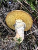 Suillus cothurnatus image