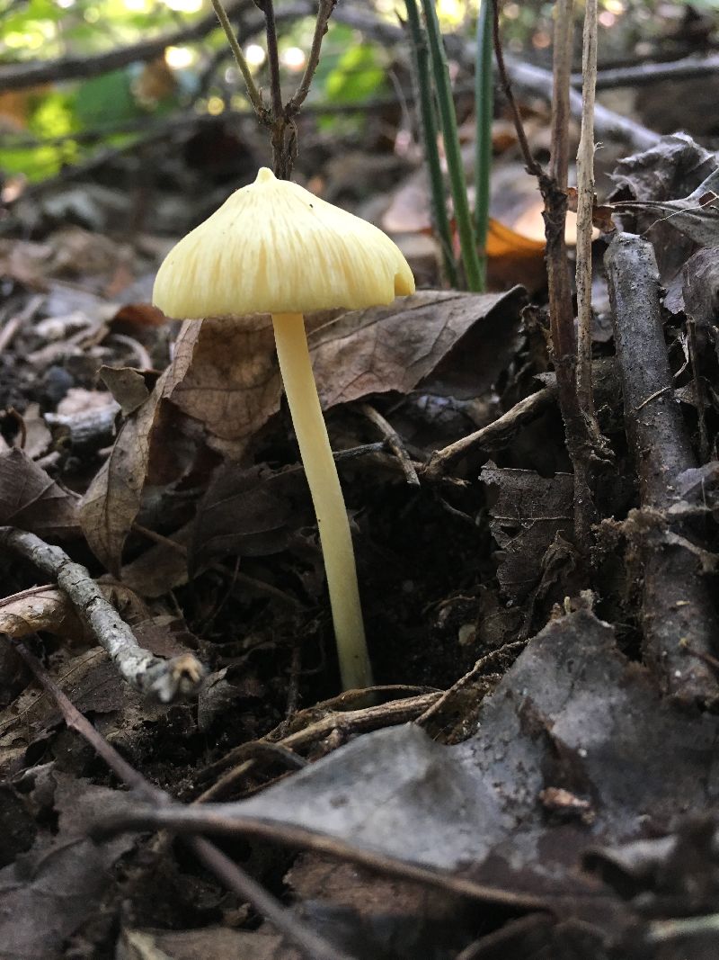Entoloma murrayi image