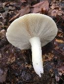 Russula subgraminicolor image