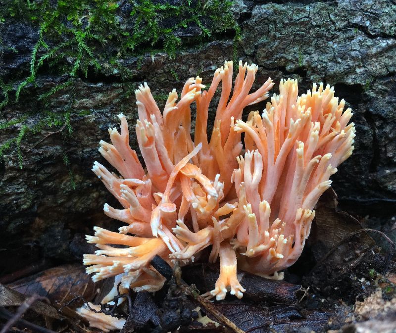 Ramaria stricta image