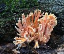 Image of Ramaria stricta