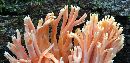 Ramaria stricta image