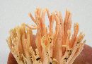 Ramaria stricta image